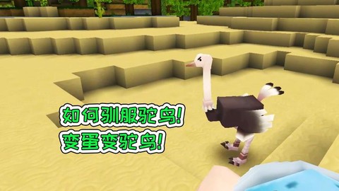 迷你世界鸵鸟怎么训养[图2]